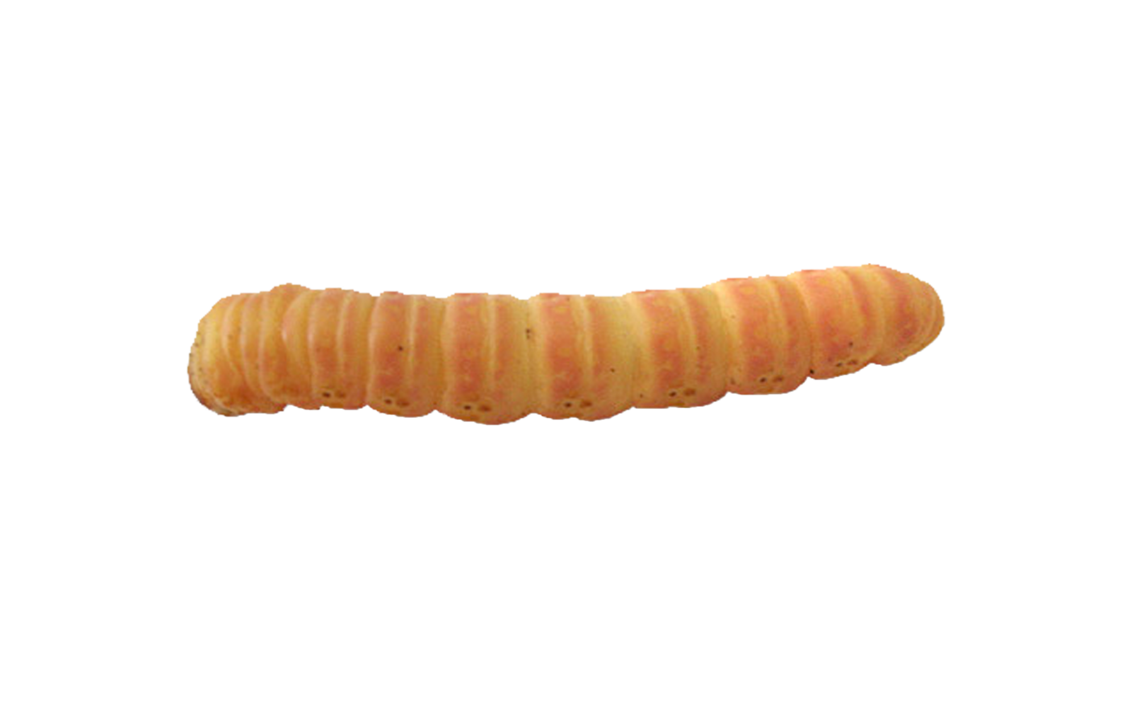 Butterworms.com – Largest importer of Butterworms in the United States